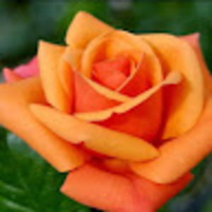 Meet your Posher, Laurie